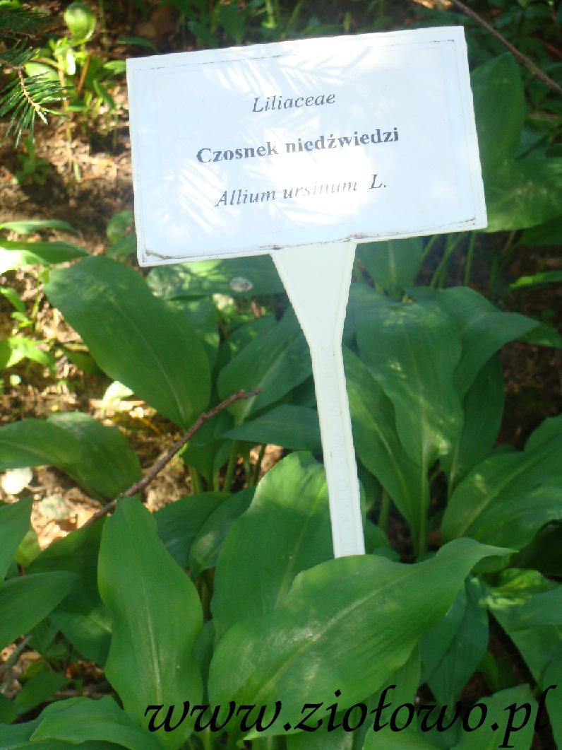 Roślina ta objęta jest w Polsce od 2004 r. częściową ochroną gatunkową. 